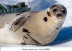 adult-harp-seal-light-colored-260nw-1626149431.jpg