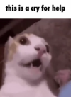 1750432509773.png