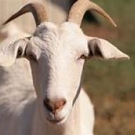 OtisTheGoat