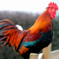 Bondar