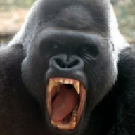 WishingGorilla