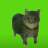 Cat_Spin_UEE_AEE